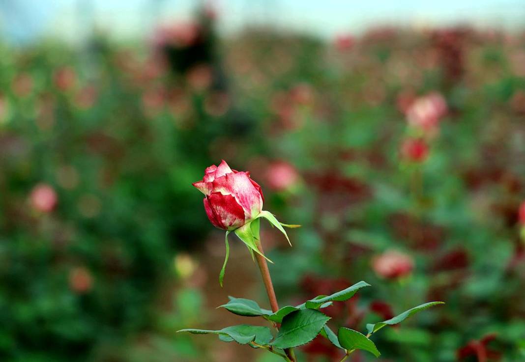 Hasat başladı, ithalat fiyatı düşürdü: Tanesi 30 TL! Özel günlerde kapış kapış satılıyor 4